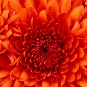 Meet your Posher, Yolanda